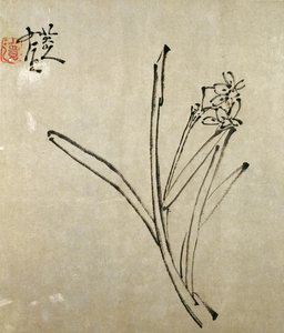 Narcissus
